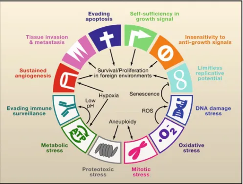 Fig. 2.4  The expanded hallmarks of cancer. In addition to the six hallmarks of cancer first pro- pro-posed by Hanahan and Weinberg in 2000 (upper half, white symbols) and evasion of immune  sur-veillance suggested by Kroemer and Pouyssegur (2008), Elledge