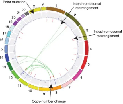 Fig. 2.5  A catalogue of somatic mutations present in a single cancer genome. Part of catalogue of  somatic mutations in the small-cell lung cancer cell line NCI-H2171
