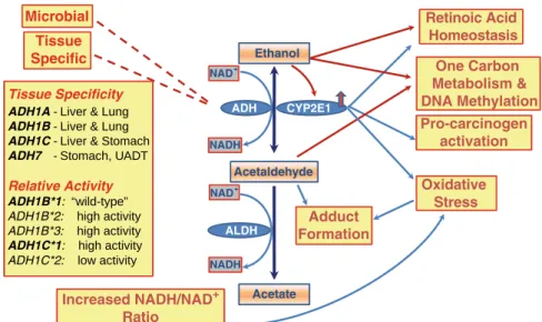 Fig. 4.1  Ethanol metabolism and its role in carcinogenesis. (1) Ethanol is metabolized to acetal- acetal-dehyde mainly by ADH and CYP2E1, and is further oxidized to acetate by ALDH