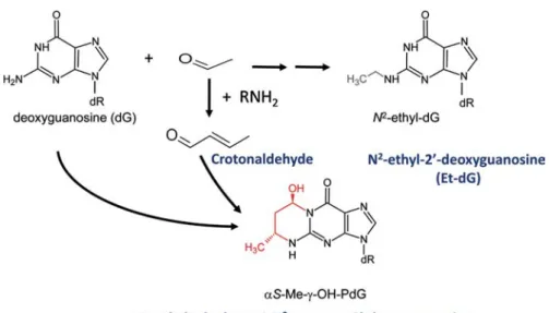Fig. 4.4  DNA adduct formation
