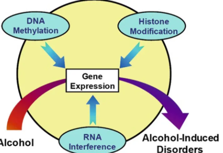 Fig.  5.1  DNA  methylation,  histone  modification,  and  RNA-associated  gene  silencing  regulate  gene expression and are involved in actions of alcohol