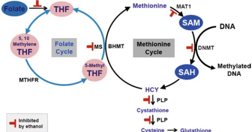 Fig. 5.3  Effects of ethanol on the transfer of methyl groups. Ethanol or its metabolite acetalde- acetalde-hyde  affects  several  reactions  and  enzymes  involved  in  the  transfer  of  methyl  groups