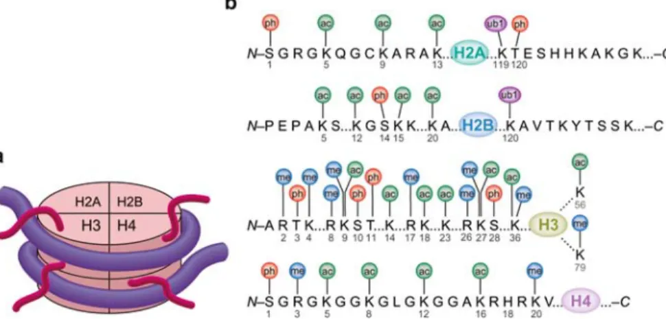 Fig. 5.4  Posttranslational  modifications  of  histones.  (a)  Schematic  depiction  of  a  nucleosome,  showing DNA (blue) wound around octameric histone core (pink) and protruding N- and C-terminal  histone tails (magenta)