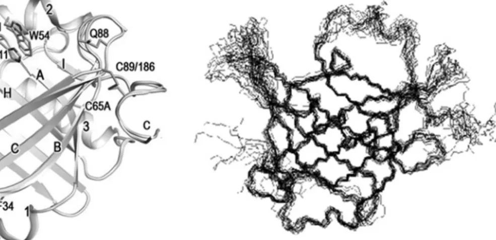 Fig. 3 X-ray  crystallographic  structure  (left)  and  NMR  solution structure (right) of L-PGDS