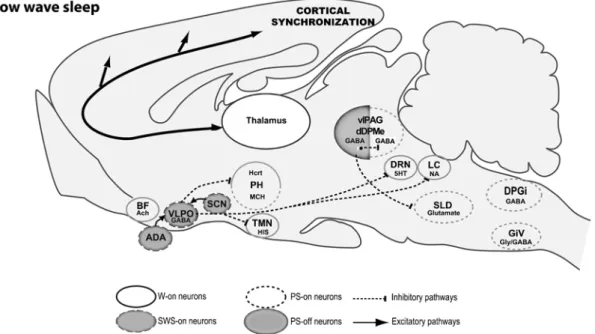 Fig. 2 Model of the network responsible for slow-wave  sleep. During SWS, GABAergic neurons of the VLPO  inhibit many wake-promoting regions