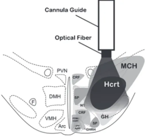 Fig.  1  Comparison  between  electrical/pharmacological  activation or inhibition and optogenetic activation of Hcrt  neurons in the lateral hypothalamus