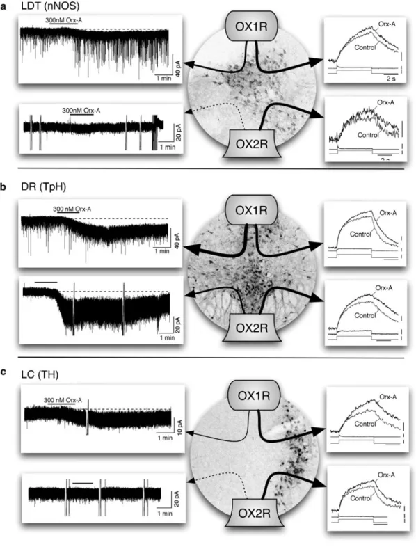 Fig. 1  Genetic  dissection  of  orexin  receptor  actions  in  LDT, DR, and LC neurons