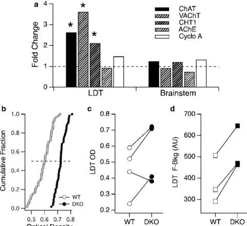 Fig. 2  Narcoleptic double orexin receptor knockout mice  express enhanced cholinergic properties in LDT neurons