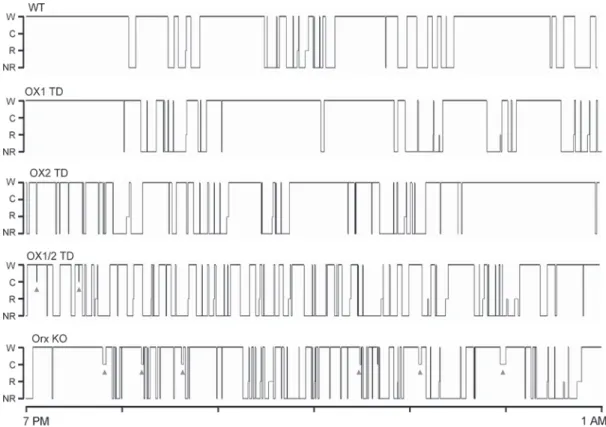 Fig. 1  Sleep–wake fragmentation in mice with disrupted  orexin signaling. These hypnograms show wake (W),  cat-aplexy (C), REM sleep (R), and NREM sleep (NR) over  the first 6 h of the dark period in representative individual  mice