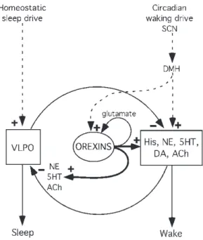 Fig. 2  Major pathways through which the orexin neurons  help stabilize wakefulness. Neurons containing  acetylcho-line (ACh) and monoaminergic neurotransmitters such as  histamine  (His),  norepinephrine  (NE),  serotonin  (5HT),  and  dopamine  (DA)  pla