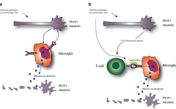 Fig.  1 Infectious  pathogens  lead  to  microglia-mediated  toxicity  of  Hcrt-positive  neurons