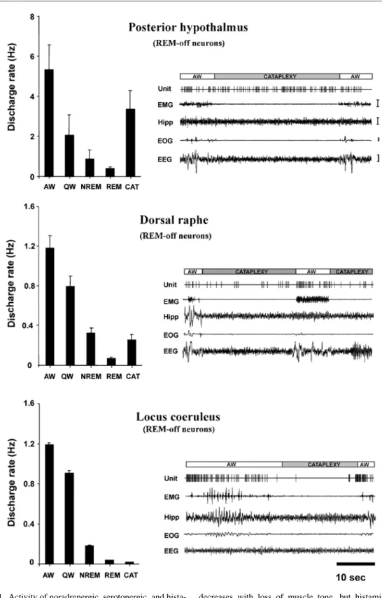 Fig. 1 Activity of noradrenergic, serotonergic, and hista- hista-minergic neurons during active waking (AW), quiet  wak-ing (QW), slow wave sleep (SWS), ReM sleep (ReM),  and  cataplexy  (CAT)  in  the  narcoleptic  dog