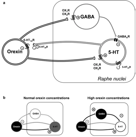 Fig.  2 A  model  of  mutual  interactions  between  orexin  and 5-HT neurons. (a) Orexin may excite 5-HT neurons  through both OX1- and OX2-R, and high concentrations  of  orexin  may  also  activate  local  GABAergic  neurons