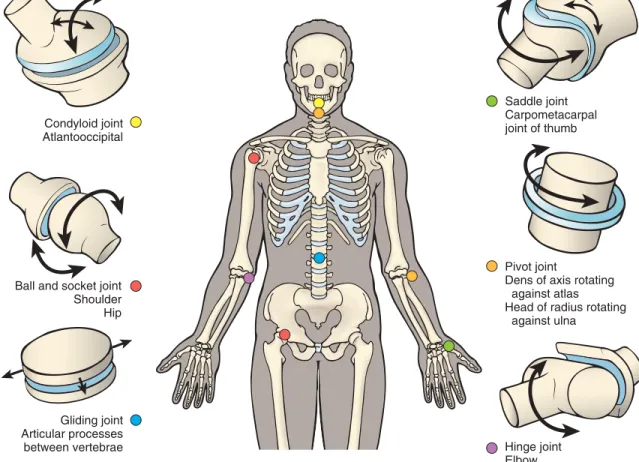 FIGURE 3-7 Types of synovial joints: condyloid/ellipsoid joint, ball-and-socket joint, gliding/plane joint, saddle joint,  pivot joint, hinge joint