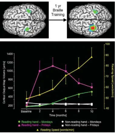 Figure 2.4 TOP: Enlarged cortical representation of the Braille-reading finger following a year of Braille training.