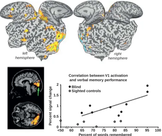 Figure 2.6 Verbal memory fMRI activation in early ‘visual’ cortex of congenitally blind correlates with their superior verbal memory abilities