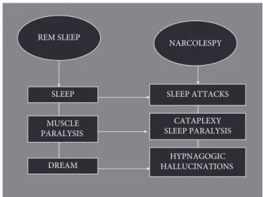 Fig. 24.1  REM sleep features manifesting as classical tetrad of narcolepsy.