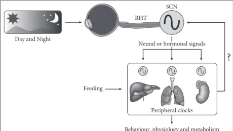 Fig. 11.2  Components of the mammalian circadian clock system. Changes in light  due to the day/night cycle are directly detected by the eyes