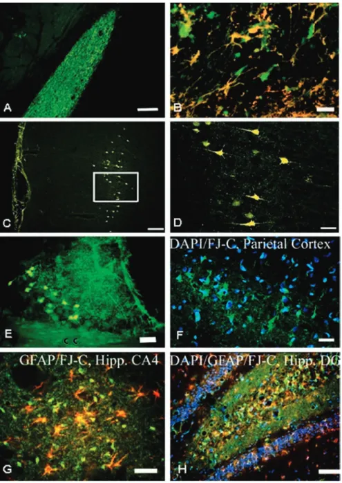 FIGURE 2 (A) Fluoro-Jade labeling of the optic tract following ennucleation the contralateral of eye; bar ¼ 400 mm
