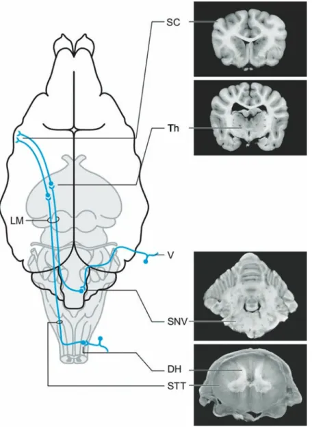 FIGURE 11 CNS pathways mediating coarse exteroception. SC, primary somatosensory cortex;