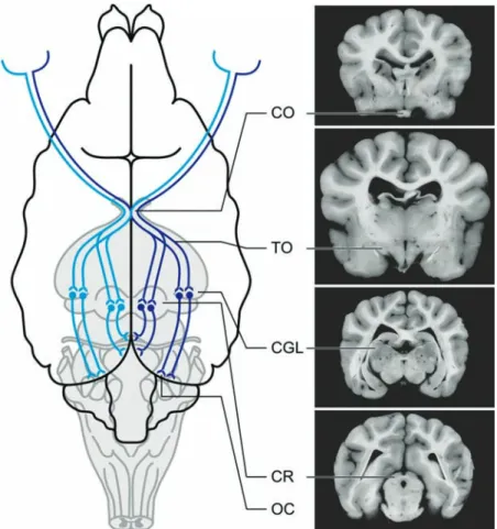 FIGURE 12 CNS pathways mediating vision. CO, Chiasma opticum; TO, tractus opticus; CGL, corpus geniculatum laterale; CR, colliculus rostralis; OC, pimary optic cortex.