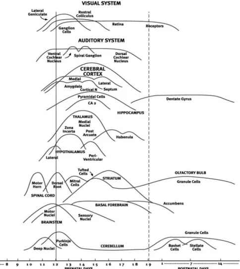 FIGURE 1 Sequence of neuron production in various domains of the mouse CNS (as defined by autoradiographic data)
