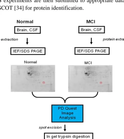 Figure 1. Schematic overview of the 2D GE experiment on brain or CSF from subjects with MCI and  age-matched controls