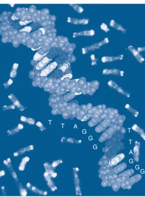 FIGURE 2-1  A deoxyribonucleic acid (DNA) model against  a background of chromosomes. The light ends on the  chro-mosomes are telomeres