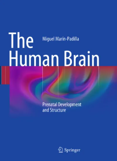 The Human Brain: Prenatal Development and Structure
