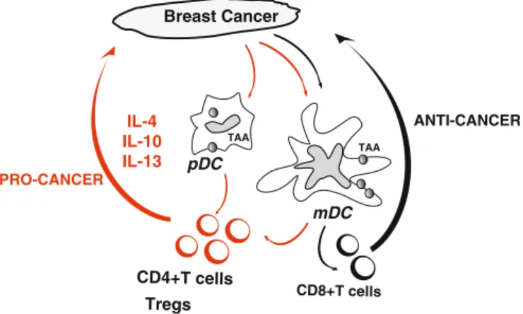 Fig. 3 DCs as targets for therapy. Cancer cells attract immature DC possibly through chemokines such as MIP3 alpha and/or SDF-1