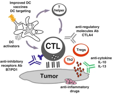 Fig. 4 DC vaccines in combination therapies. Current active immunotherapy trials have shown durable tumor regressions in a fraction of patients