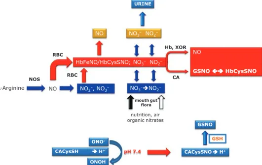 Fig. 1 Potential origins of biological GSNO. Extra-red blood cells nitric oxide synthase (NOS) catalyzes the  conversion of  l -arginine to nitric oxide (NO) and  l -citrulline