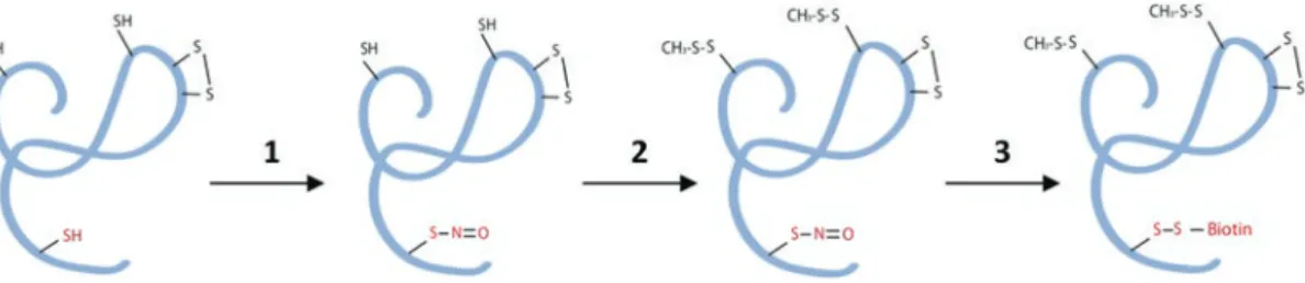 Fig. 1 General principle of the biotin-switch technique. After treatment of recombinant protein by NO donor (1),  methylthiolation (2) of the free Cys-thiols is performed with methyl-methane thiosulfonate (MMTS) in presence  of sodium dodecyl sulfate (SDS)