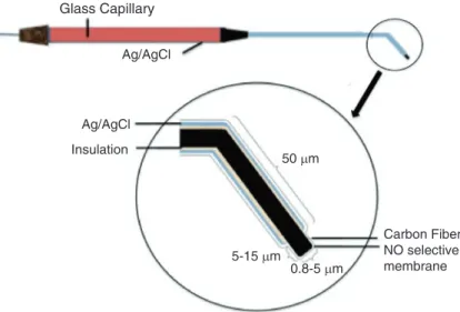 Fig. 1 Detailed electrode schematic. The absolute NO-reactive part of the needle  electrode compromises its proximal 5–15  μ m with a diameter of 0.8–5  μ m,  which is insulated by glass and has 0.5 nM limit of detection of NO