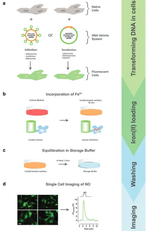 Fig. 1 Workflow for cell treatment prior to live-cell imaging of NO •  (a) In dependency on cell type, a proper DNA  transformation method such as infection using viral vectors or transfection using cDNA coding for geNOps can  be applied for an efficient e