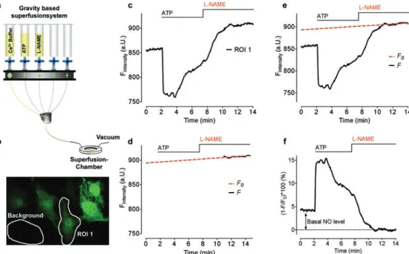 Fig. 2 Live-cell imaging of NO •  and post analysis (a) Schematic illustration of a gravity based superfusion  system