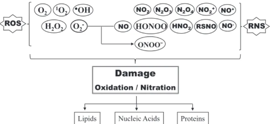 Fig. 1 Scheme showing ROS and RNS interaction in biological systems. The chemical species shown in the  graph are: oxygen (O 2 ), singlet oxygen ( 1 O 2 ), hydroxyl radical ( ● OH), hydrogen peroxide (H 2 O 2 ), superoxide anion  (O 2 ˉ ), nitrogen dioxide