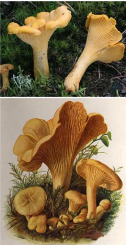 Fig. 2 Two pictures of chanterelles. The top picture shows a realistic photograph, while the lower one is painted with watercolours.