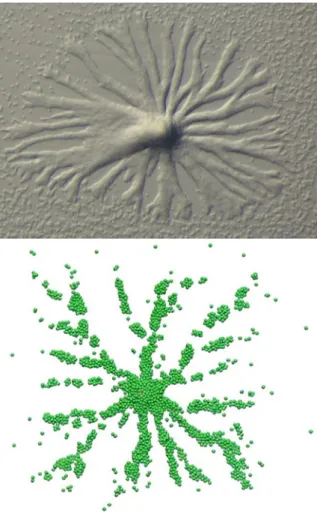 Fig. 6 Real and simulated slime mold. The upper panel shows aggregation of real slime mold where the fruiting body is starting to form at the centre of the colony (© Rupert Mutzel, Freie Universität Berlin).