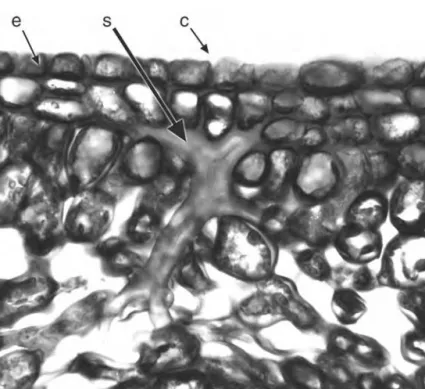 Figure 1.8 Camellia japonica (Theaceae), transverse section of leaf midrib showing branched sclereid(s) in ground parenchyma