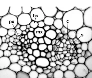 Figure 1.12 Lilium tigrinum (Liliaceae), transverse section of stem vascular bundle. bs ¼ bundle sheath, c ¼ companion cell, mx ¼ metaxylem vessel, px ¼ protoxylem vessel, s ¼ sieve tube element