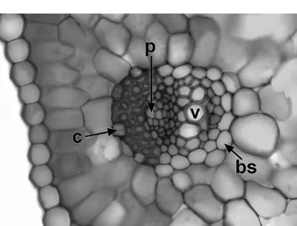 Figure 1.13 Crocus cancellatus (Iridaceae), transverse section of leaf vascular bundle