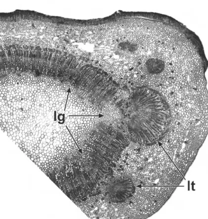 Figure 2.4 Prunus lusitanica (Rosaceae), transverse section of stem at node, showing connection of petiole vasculature to main vascular cylinder of stem.