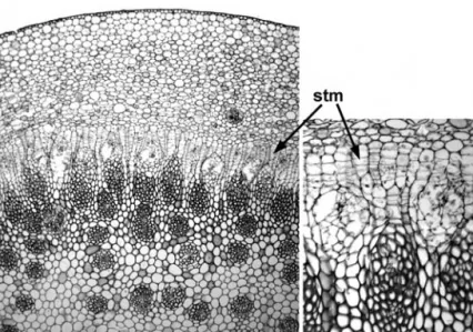 Figure 2.14 Secondary thickening in monocots: Dracaena indivisa (Ruscaceae), transverse section of stem showing secondary thickening meristem (STM) and radial internal vascular derivatives