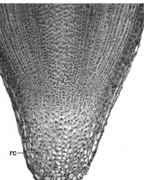 Figure 3.2 Vicia faba (Fabaceae), longitudinal section of root apex, showing open apical structure