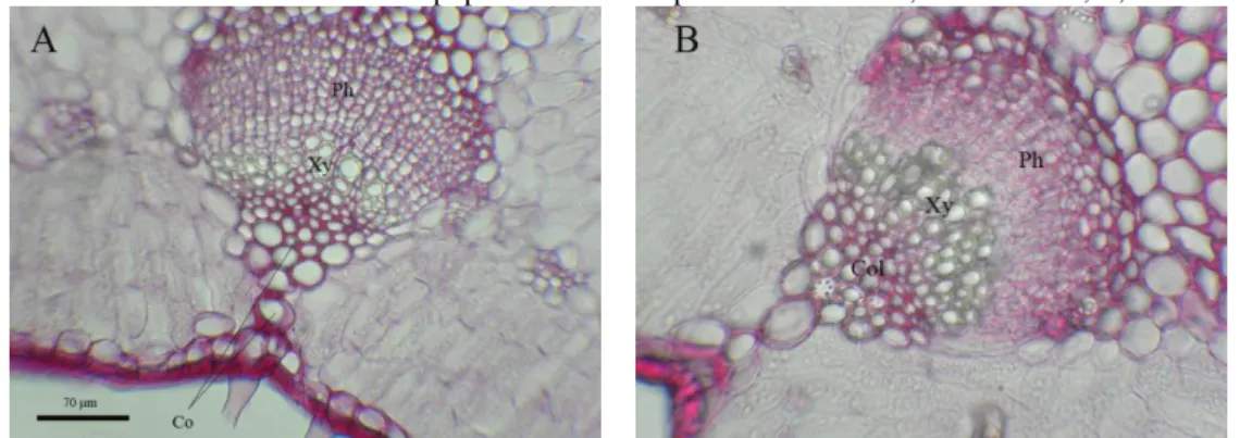 Fig. 33. Collenchyma of leaves in different populations. subsp. scoparia: A, Ghorogh-e-Shadi: B, Bezenjan populations