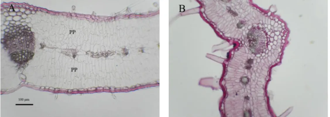 Fig. 34. Three and one layers palisade parenchyma of leaves in different populations of subsp
