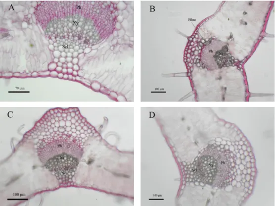 Fig.  35.  Sclerenchyma  of  leaves  in  different  populations  of  subsp.  scoparia:  A,  Latehdar;  B,  Martaeh-e-  Chah  Neghahdar; subsp