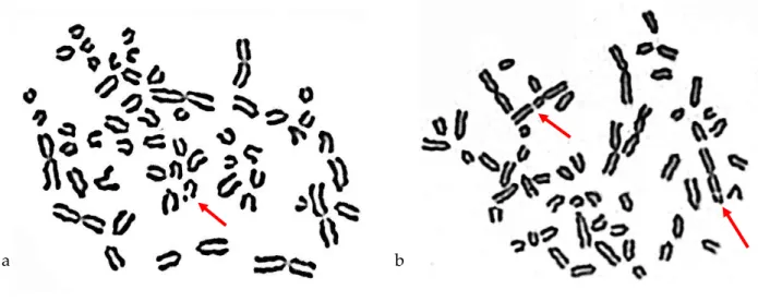Figure 2.  Metaphase cells of ewes from the point of Amangeldy (a - deletion in the  acrocentric chromosome in animal No