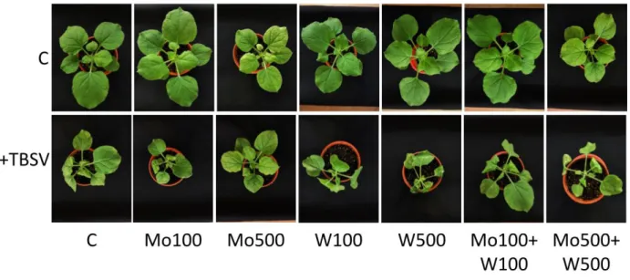 Figure 1. Photos of plants at 9 dpi. Upper and lower rows represent plants that were not infected and  infected with TBSV accordingly